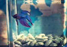 Is Beta Alanine Worth It For Bodybuilding? Yes And Here’s Why