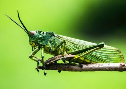 Turkesterone: A Miracle Steroid or Snake Oil Supplement?