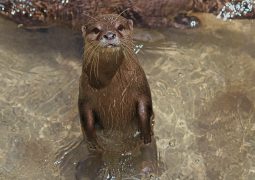 How to Go Full Ottermode & Look Skinny Yoked